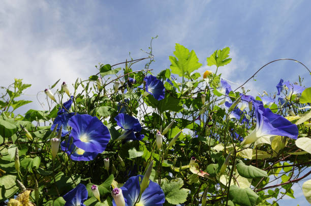 istock Blue skies and blue morning glory 845245662