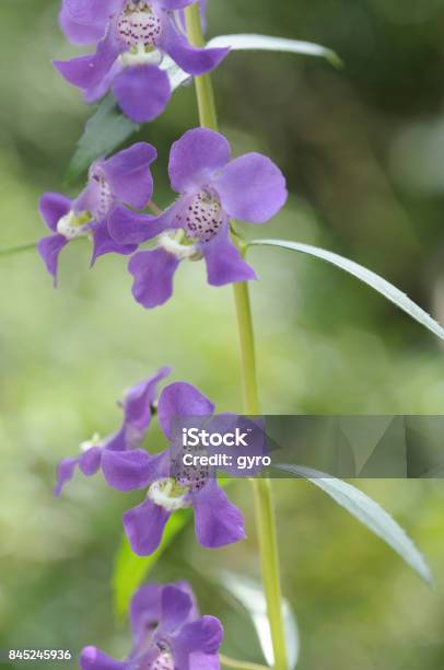 Angelonia Flowers Stock Photo - Download Image Now - Angelonia, Blue, Central America