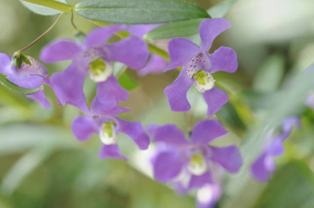 Angelonia flowers Angelonia flowers angelonia stock pictures, royalty-free photos & images