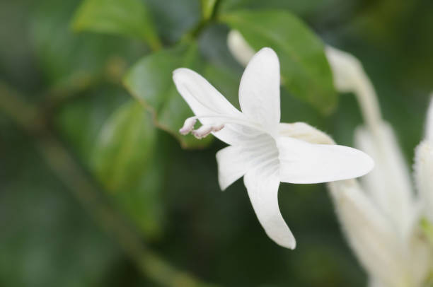istock Whitfieldia elongate flower 845246002