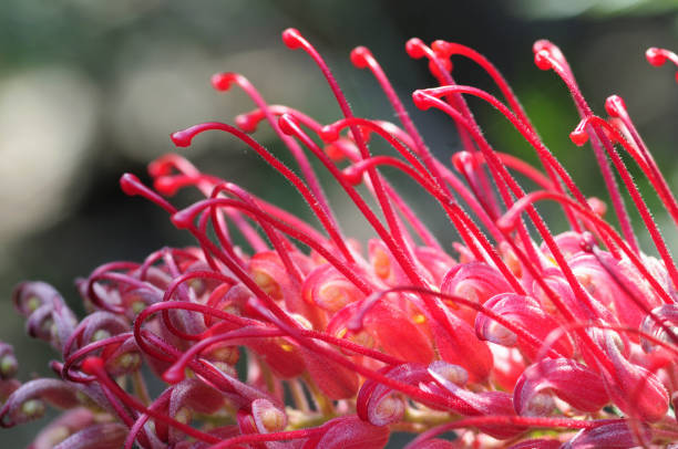 istock Flower creville 'Robyn Gordon' 845246114