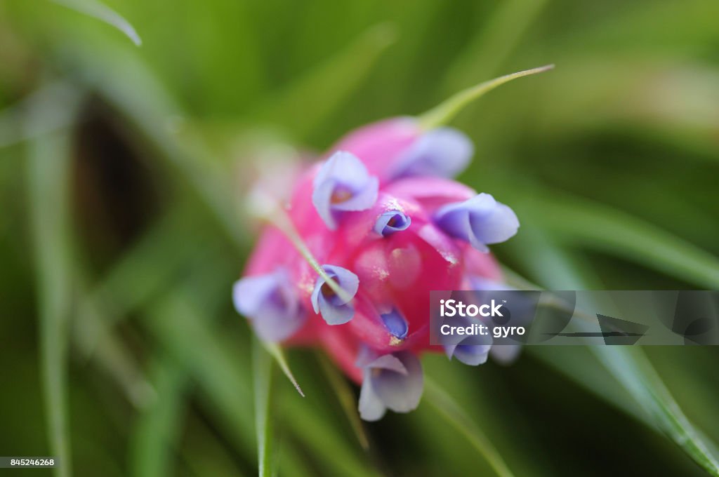 Flower of Tillandsia stricta Argentina Stock Photo