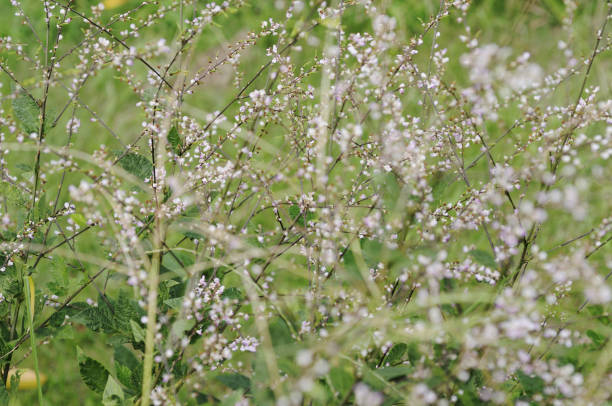 istock Flowers of Desmodium 845246300