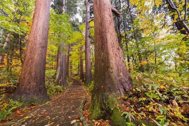 istock Tree leaves on the path in the forest, Japan 845246568
