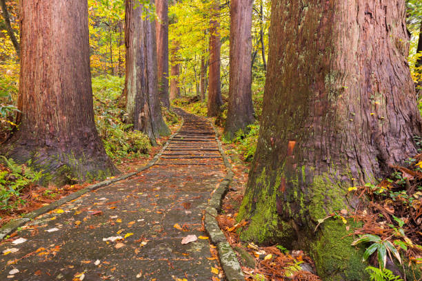 istock Stairs up the mountain in the forest, Japan 845247170