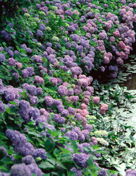 100+ Chūō Ku Kobe Foto Stok, Potret, & Gambar Bebas Royalti iStock