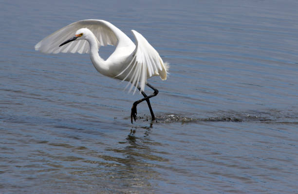 istock Snowy Egret During Breeding Season 845250374