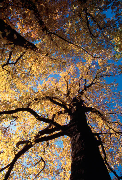 istock Liriodendron tulipifera 845250380