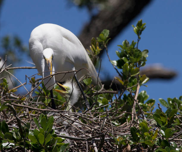 istock Great Egret with a Baby Egret 845250562