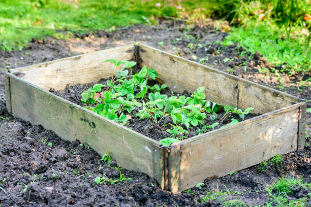 istock Strawberry plants in pallet collar 845261066