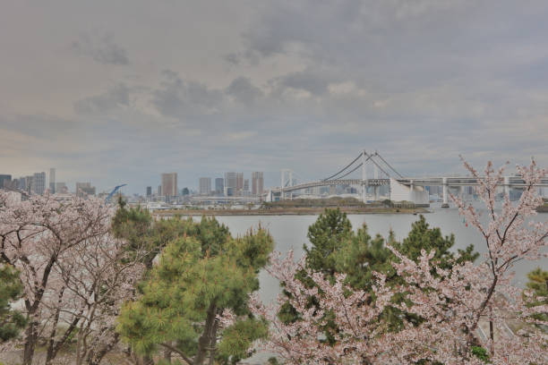 istock cherry flower at Daiba at 2016 845261372