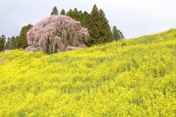 kirschblüten auf dem schlachtfeld - nihonmatsu stock-fotos und bilder