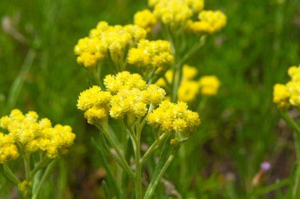 istock officinalis yellow flowers immortelle 845263700