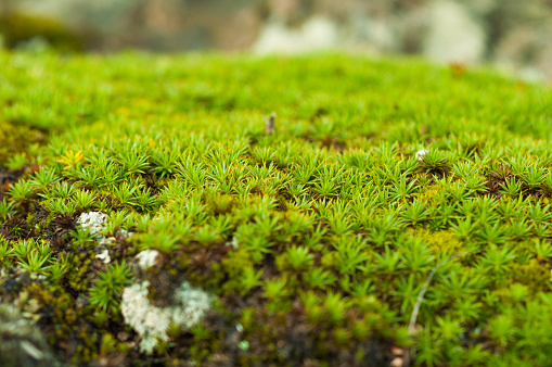 Green sphagnum moss close up with blurred background