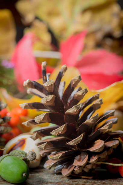 istock pine cone on colorful background closeup 845270868