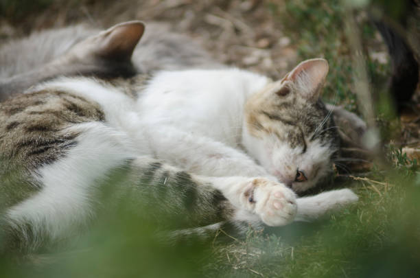 homeless striped cats sleep on the ground