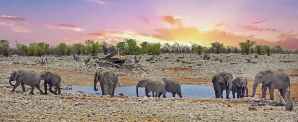 istock Panorama of a large herd of elephants at a waterhole with a nice sun setting sky 845271292