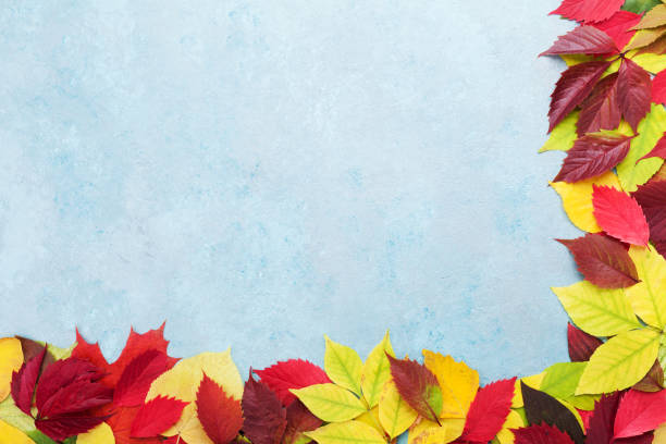 istock Autumn leaves background border top view. Copy space for text. 845271434