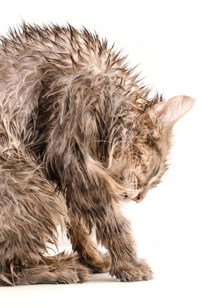 istock Wet cat, licked  isolated on white 845273882