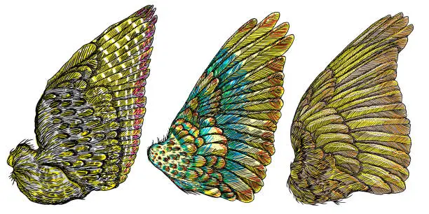 Vector illustration of Set of angel or bird colourful wings. Colorful abstract hand drawing sketch, isolated illustration. Woodcut vintage style wings, hipster tattoo or vintage body art concept. Vector.