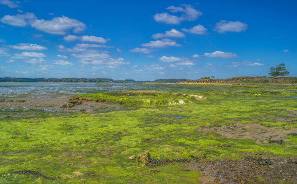 shell bay dorset wetland beach - scenics coastline uk moss foto e immagini stock