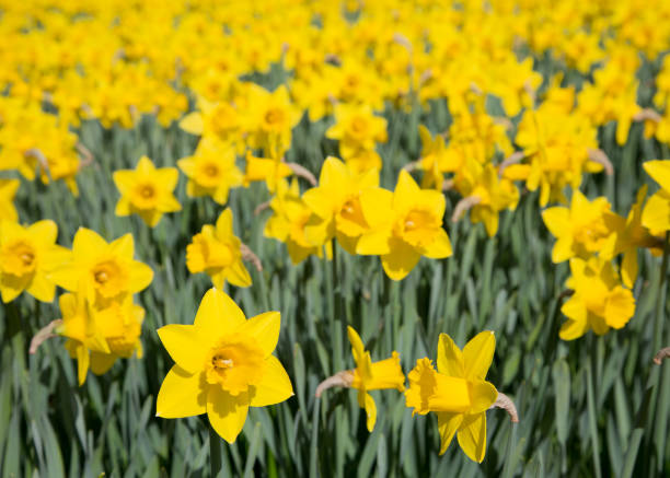 istock Field of bright yellow daffodils 845274510