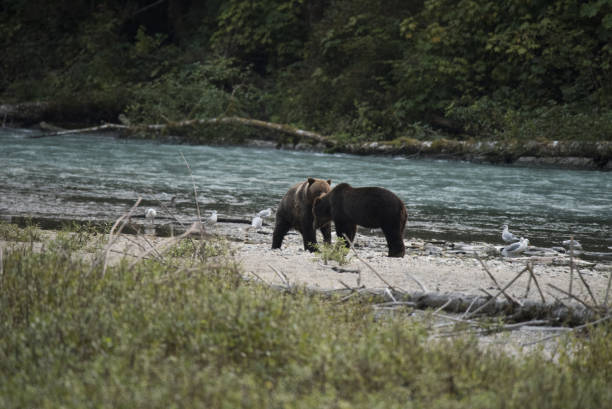 istock Brown Bear male and female 845274720