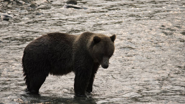 istock Grizzly bear waiting for salmon to swimm by 845276644