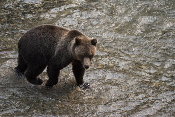 istock Majestic Grizzly bear 845277372