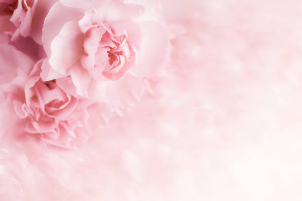 Pink Carnation Flowers Bouquet. soft filter.