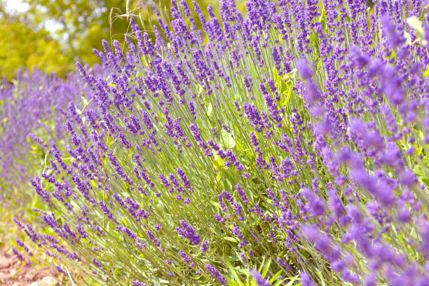 istock Lavender flower field, image of natural background. 845277870