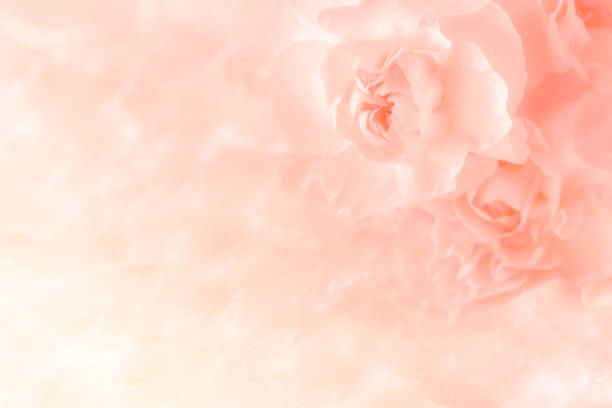 istock Pink Carnation Flowers Bouquet on light pink background. soft filter. 845277938