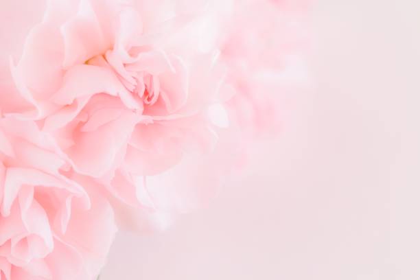 istock Pink Carnation Flowers Bouquet. soft filter. 845277960