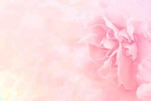 Ramo de flores clavel rosa. filtro suave. photo