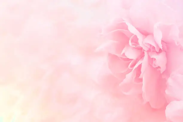 Photo of Pink Carnation Flowers Bouquet. soft filter.