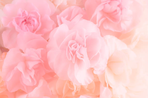 Pink Carnation Flowers Bouquet. soft filter.