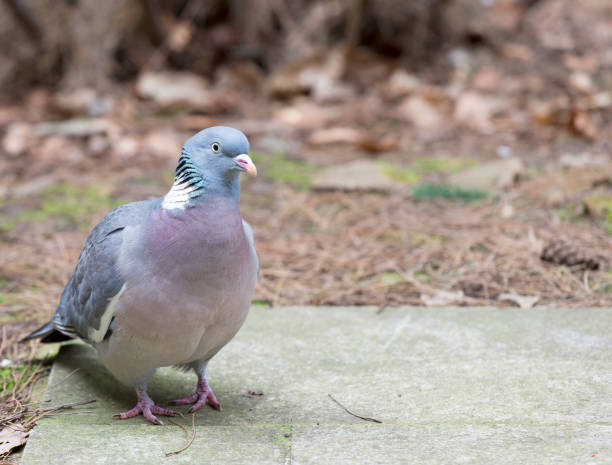 istock Close up wood pigeon 845280260