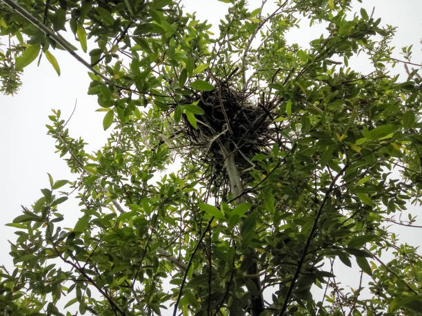 Corvus cornix. The nest of the Hooded Crow in nature. Corvus cornix. The nest of the Hooded Crow in nature. animal nest photos stock pictures, royalty-free photos & images