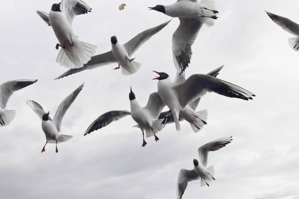 istock Group of black-headed seagull on sky background 845290270