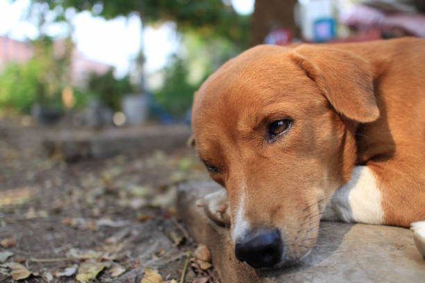 istock Portrait of a cute brown dog. 845292718