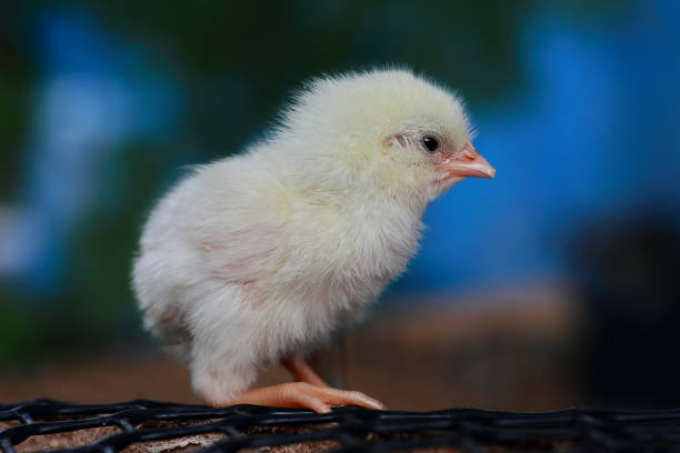 poussin de leghorn blanche. - bird netting cage birdcage photos et images de collection