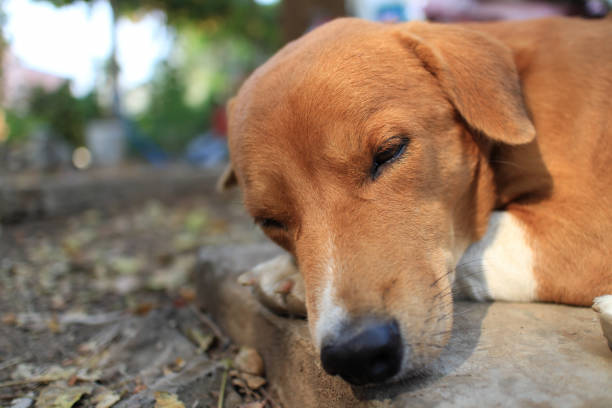 istock Portrait of a cute brown dog. 845292772