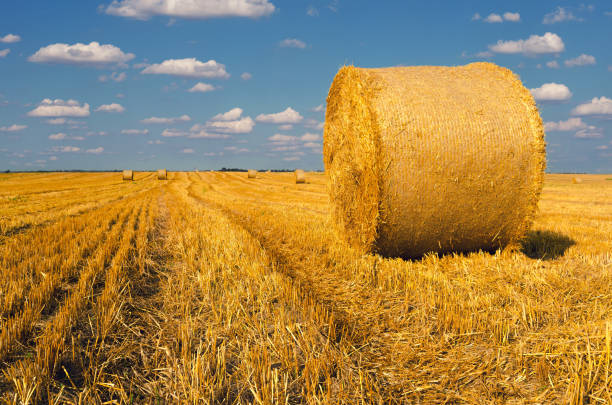 istock Hay bales on agricultural field after harvest 845292822