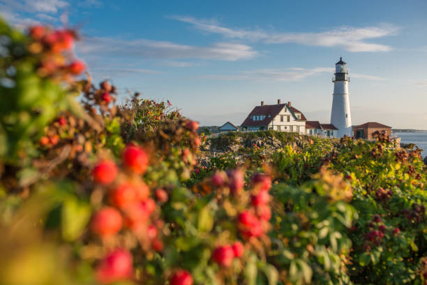 rosa mosqueta y portland cabeza faro - lighthouse landscape maine sea fotografías e imágenes de stock