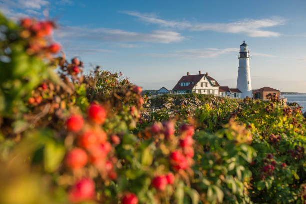 Rose Hip and Portland Head Lighthouse Lighthouse, Beach, Natural Landmark, Sea, Summer maine stock pictures, royalty-free photos & images