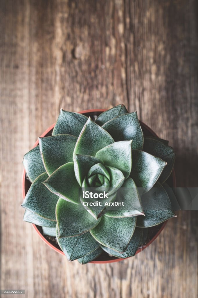 Succulent plant Stone rose Stone rose succulent plant in a plant pot on wooden background. Top view, selective focus, copy space for text Agave Plant Stock Photo