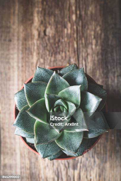 Succulent Plant Stone Rose Stock Photo - Download Image Now - Agave Plant, Aloe, Art