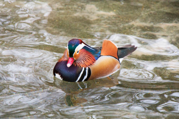 istock Swimming exotic colorful bird. Red beak. Mandarin duck. Aix galericulata. 845308070