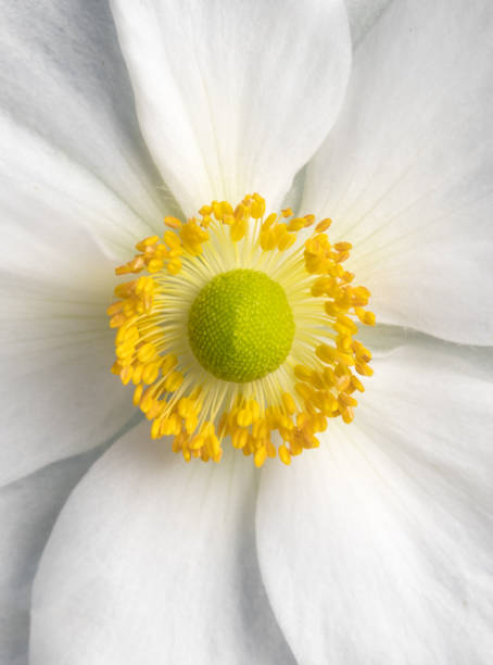 istock japanese anemone close up macro 845314286