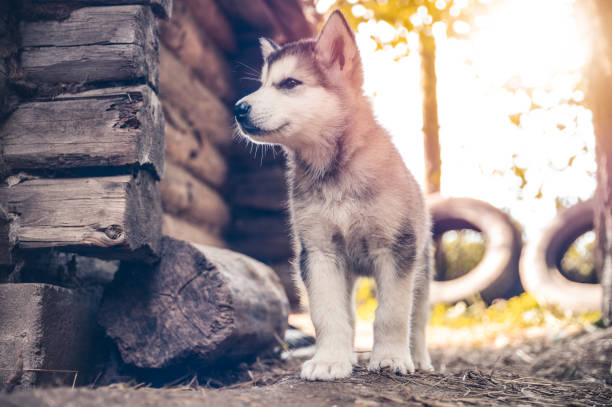 istock cute puppy alaskan malamute run on grass garden 845316562